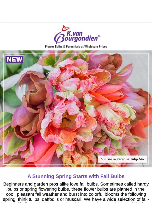 Bulbs to Plant in Fall