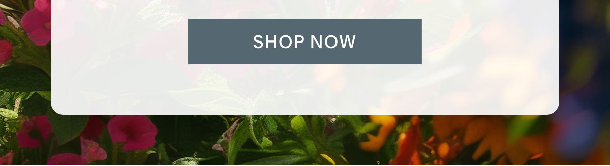 Shop Now.