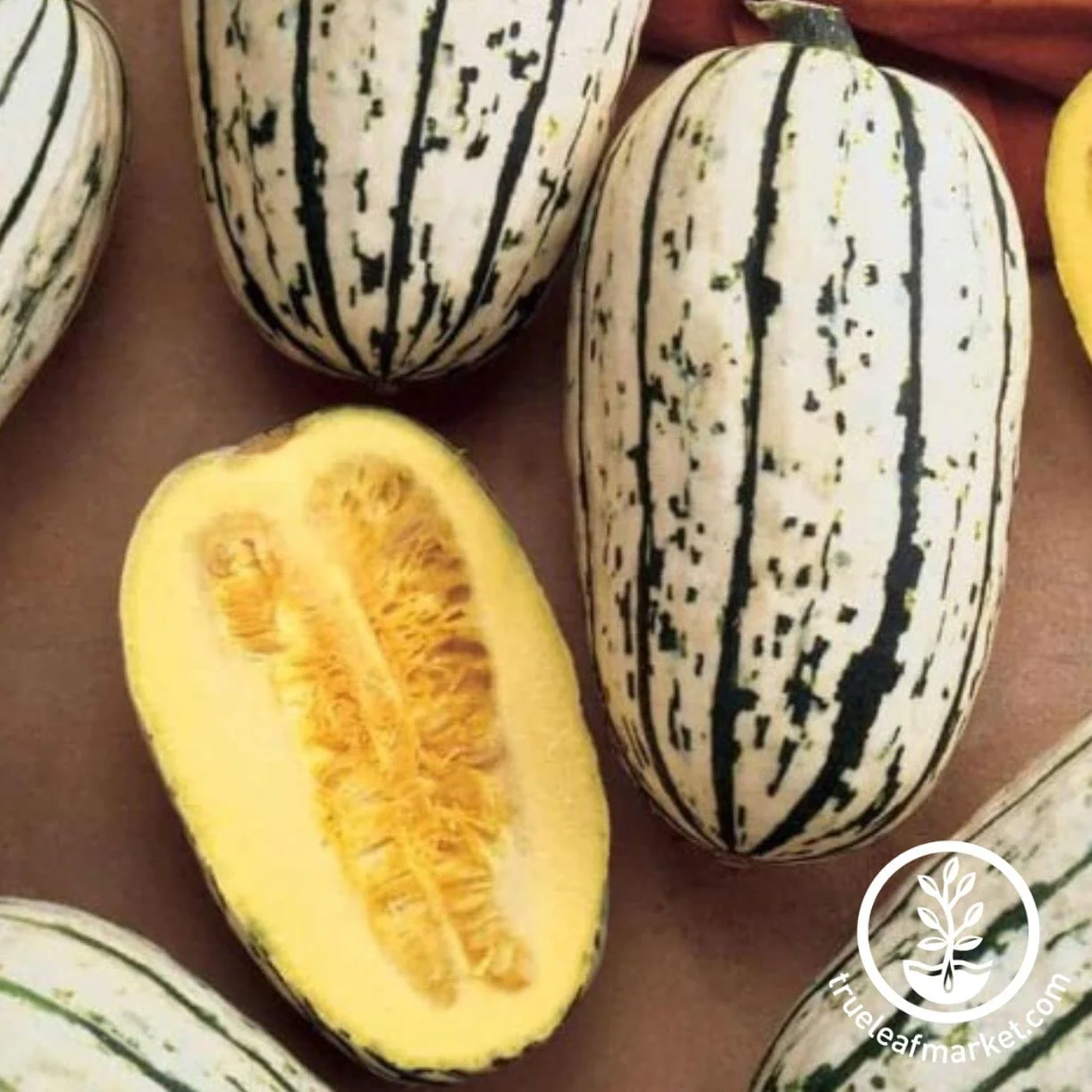 Squash Seeds - Winter - Delicata Bush AAS