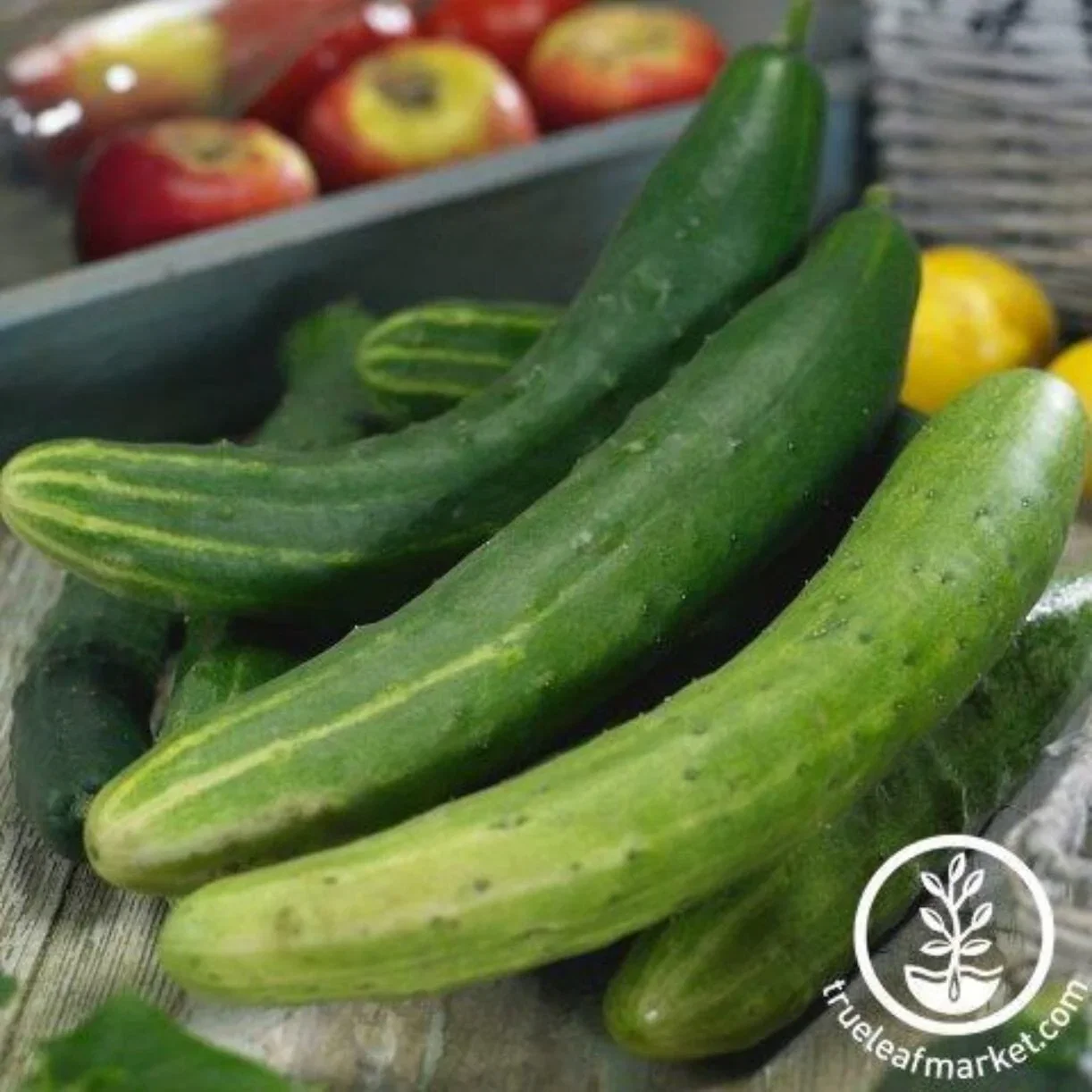 Cucumber Seeds - Garden Sweet Burpless F1 Hybrid