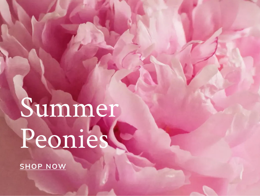 Summer Peonies