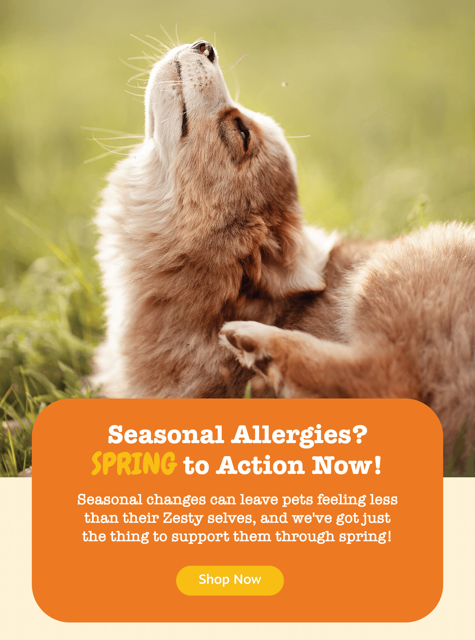Seasonal Allergies? SPRING to Action Now! Seasonal changes can leave pets feeling less than their Zesty selves, and we've got just the thing to support them through spring! Shop now