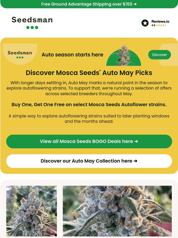 Mosca Seeds, Auto May picks