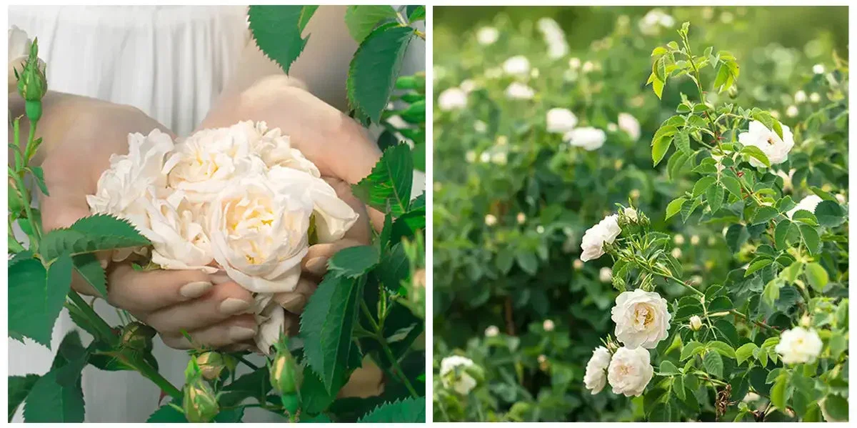 White rose water
