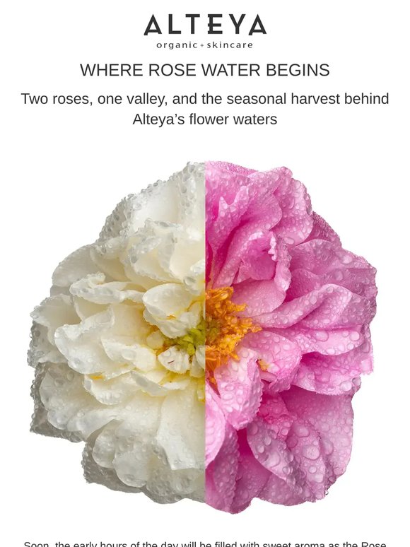 From Rose Harvest to Rose Water
