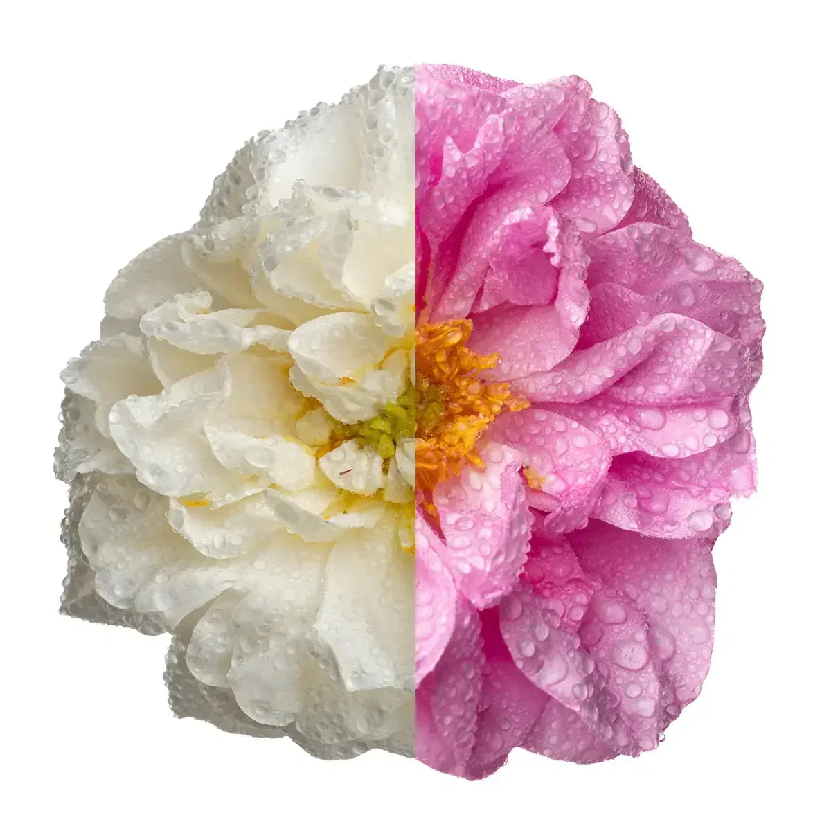 Rosa Alba Rosa Damascena