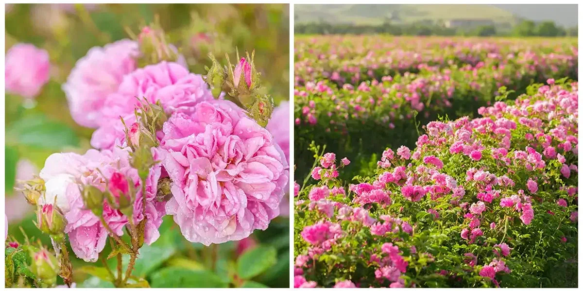 Rose Field