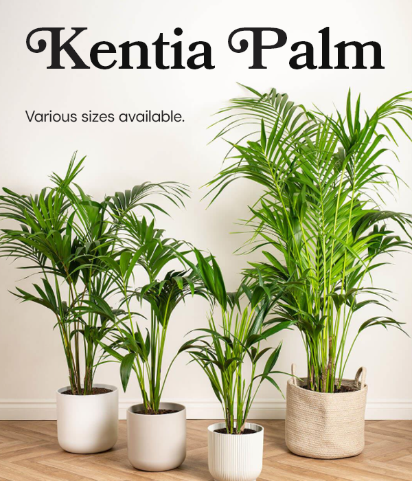 Kentia Palm
