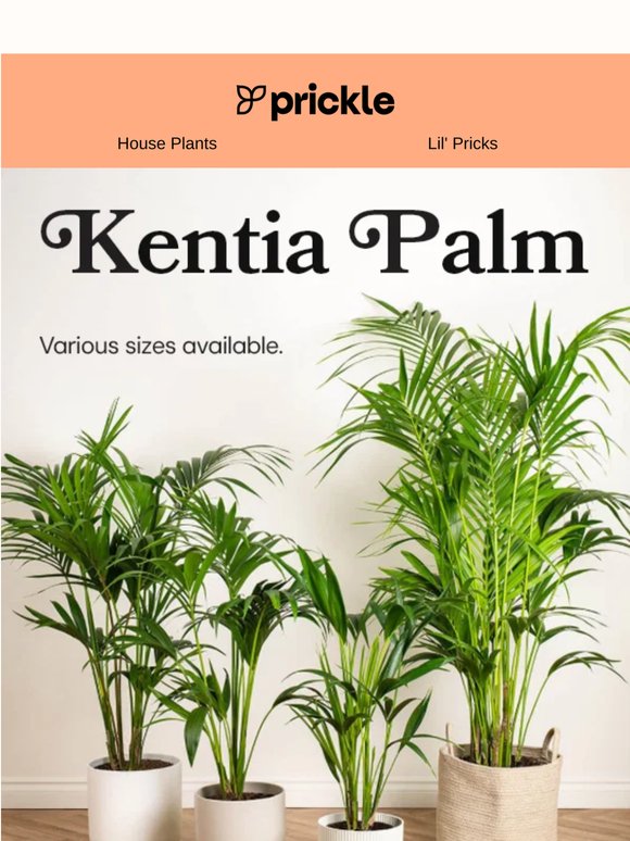 Bring paradise home with Kentia Palms 🌴