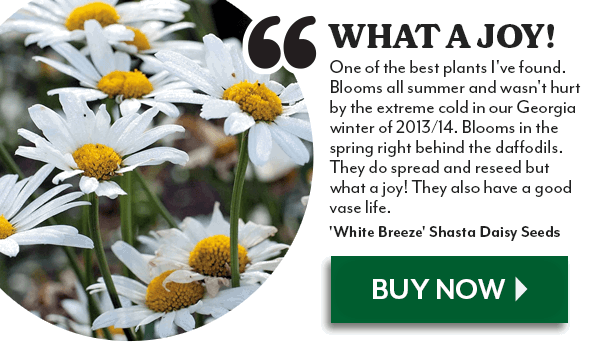 'White Breeze' Shasta Daisy Seeds