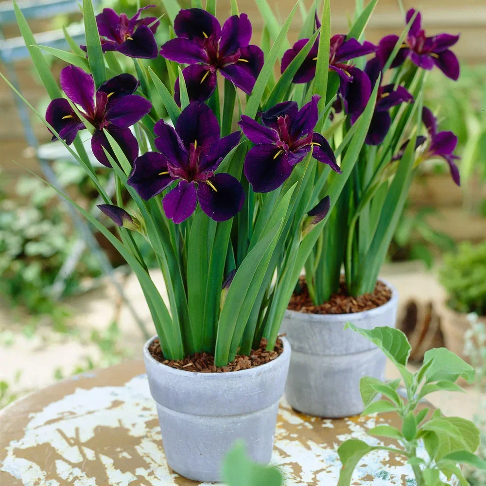 Louisiana Iris Black Gamecock