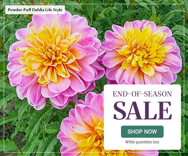 Free Shipping