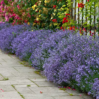 6 English lavender Hidcote plug plant Free w/code - Just pay...