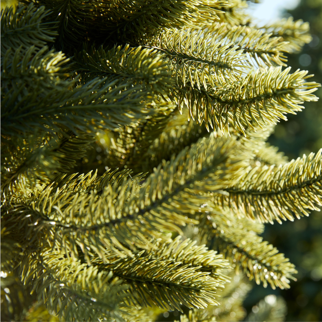 Close up photo of a tree branch