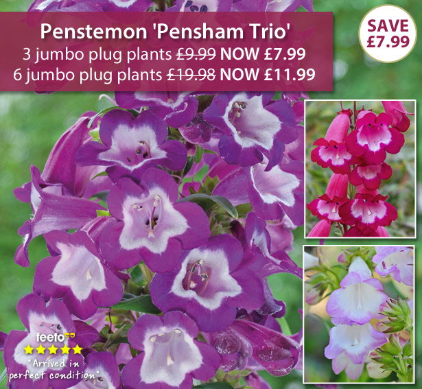 Penstemon 'Pensham Trio'