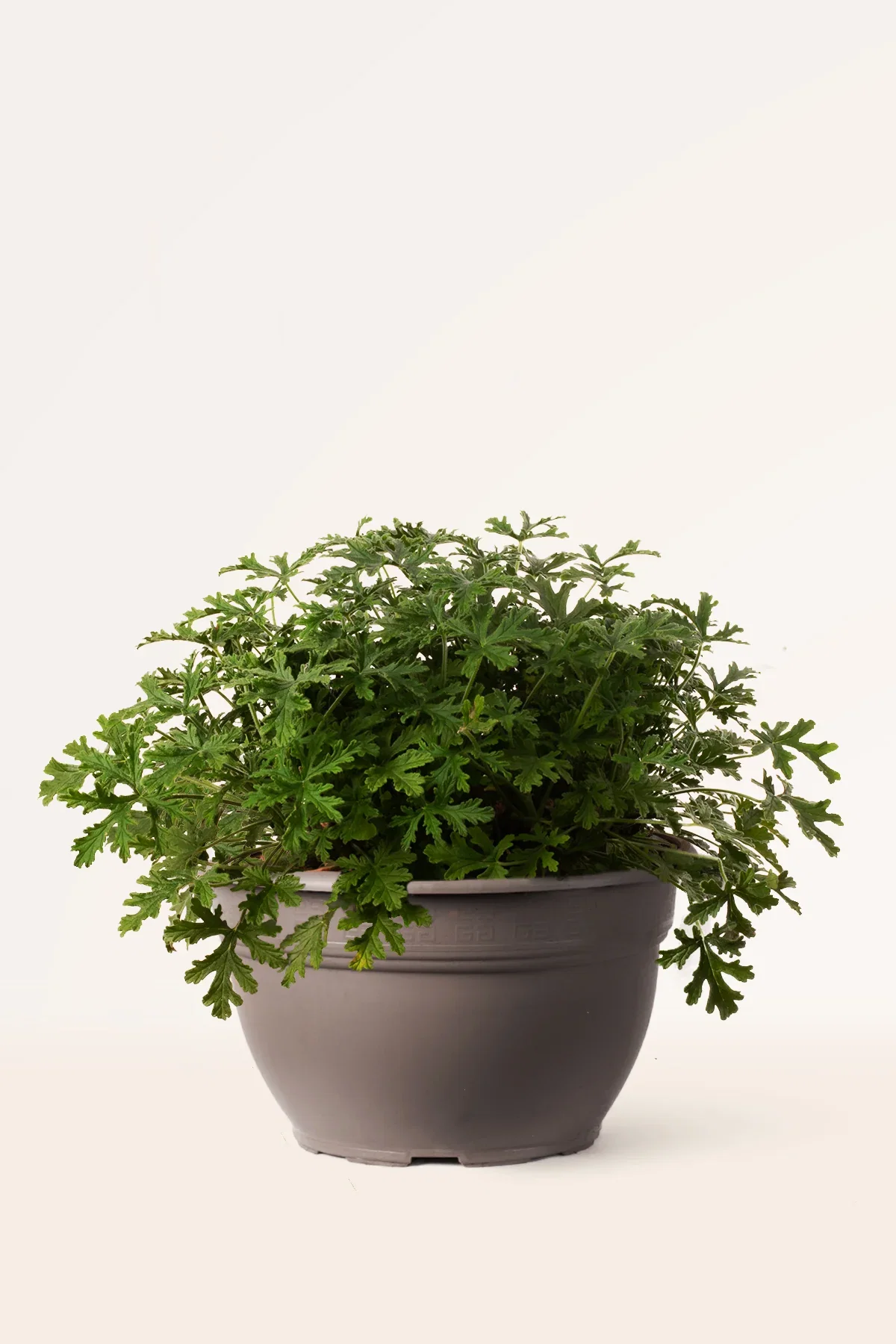 Image of Geranio Citronella