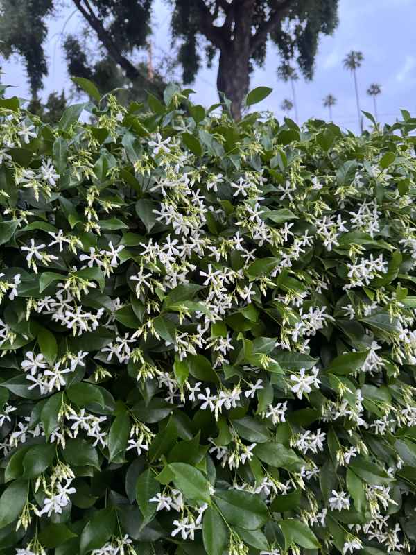 jasmine in nature