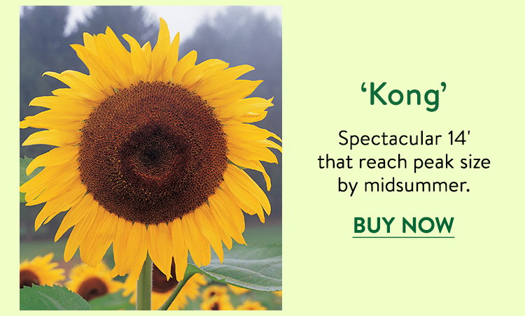Kong Sunflower Seeds
