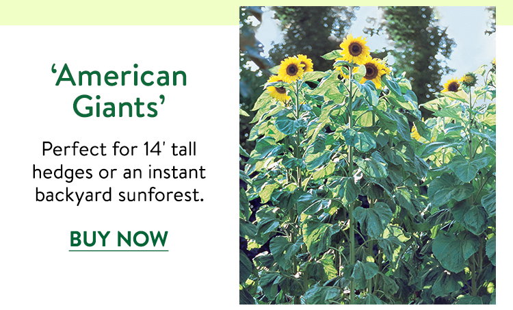 American Giants Sunflower Seeds