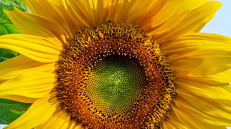 Sunflower Seeds