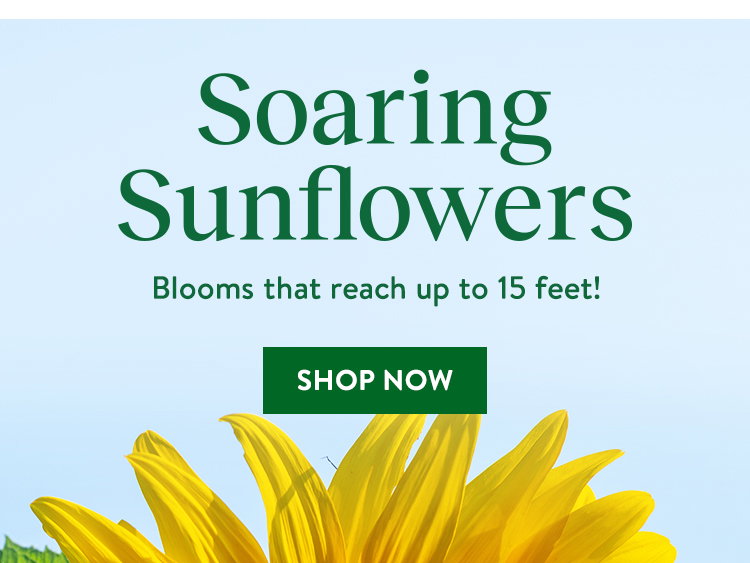 Sunflower Seeds