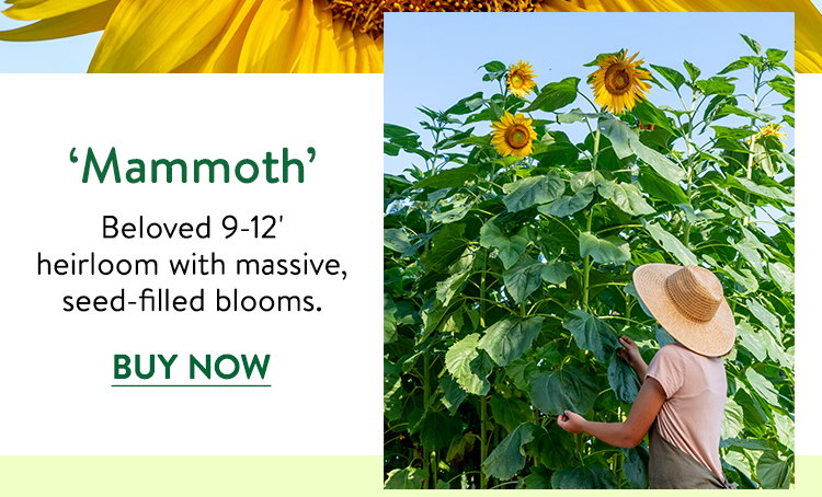 Mammoth Sunflower Seeds