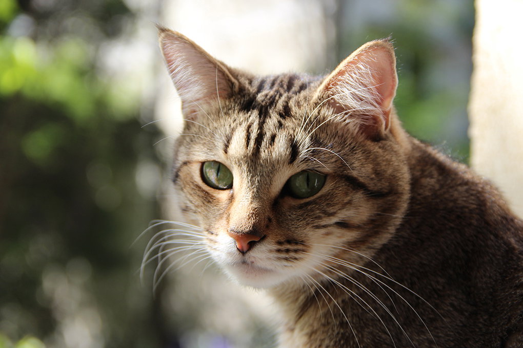 Chat atteint de vers en besoin d'un traitement naturel