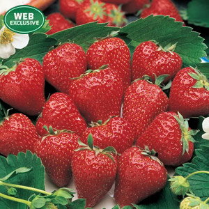 Surecrop Junebearing Strawberry Plant