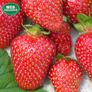 Allstar Junebearing Strawberry Plant