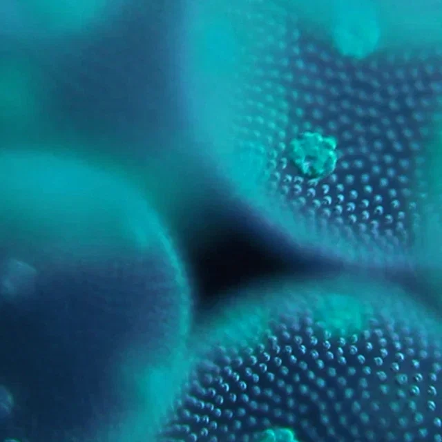 Algae Purity Complex.