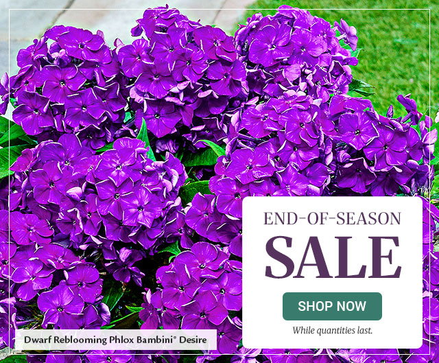 Save 20% 0n Tulips
