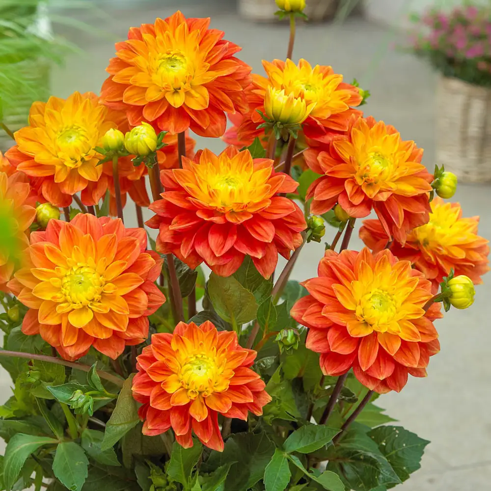 Decorative Dahlia Sunset Tropicana