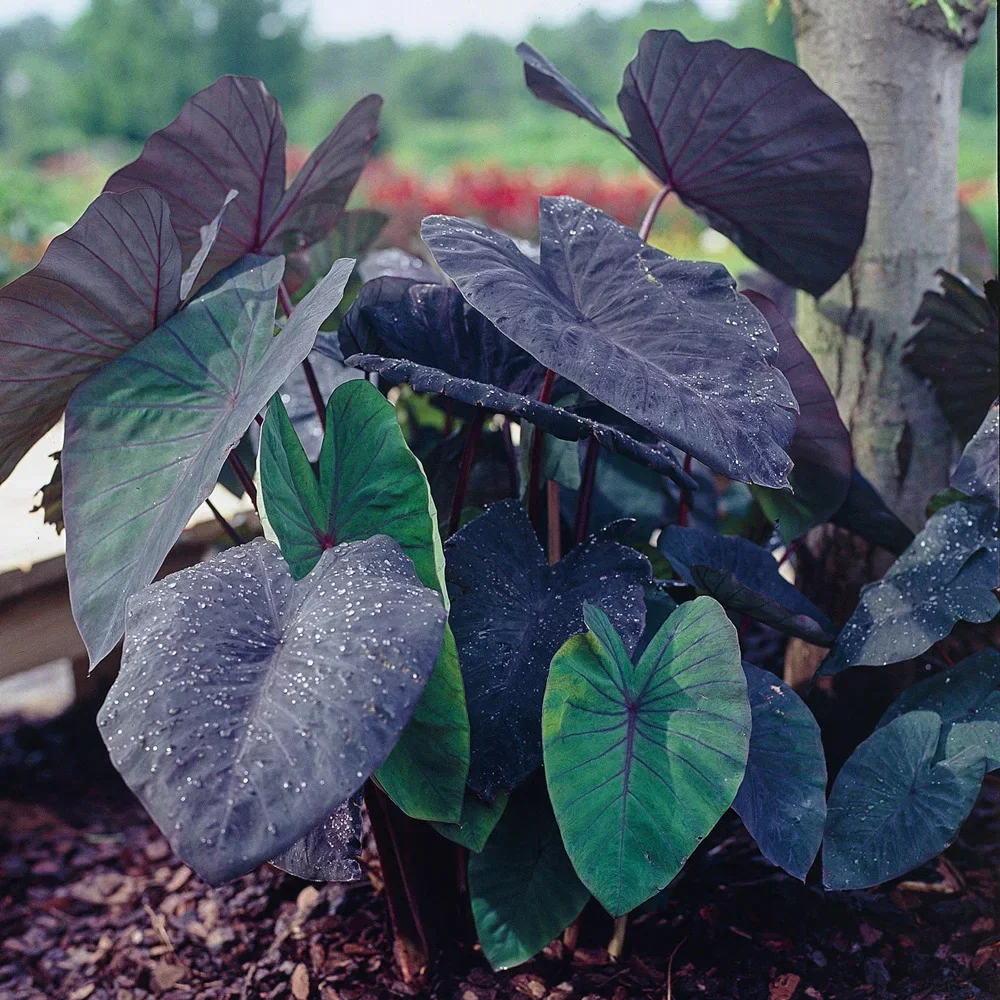 Elephant Ear esculenta Black Magic