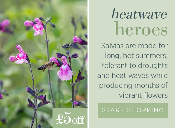 Heatwave heroes. Salvias are made for long, hot summers, tolerant to droughts and heat waves while producing months of vibrant flowers.