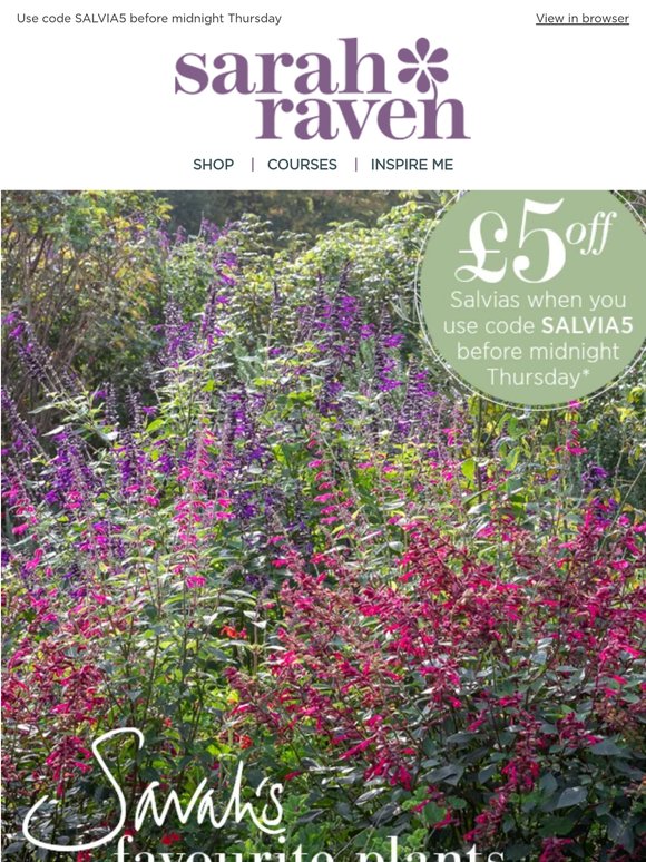 £5 off Salvias - 48 hours only 🌱