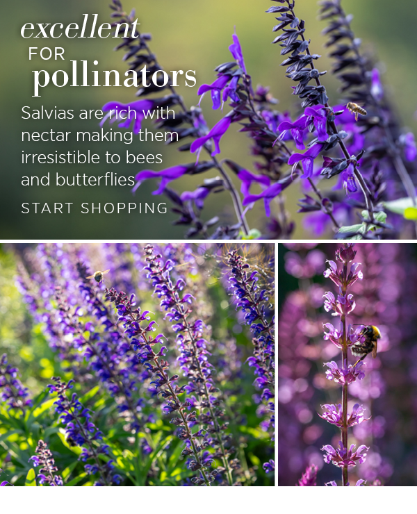 Excellent for pollinators. Salvias are rich with nectar making them irresistible to bees and butterflies.