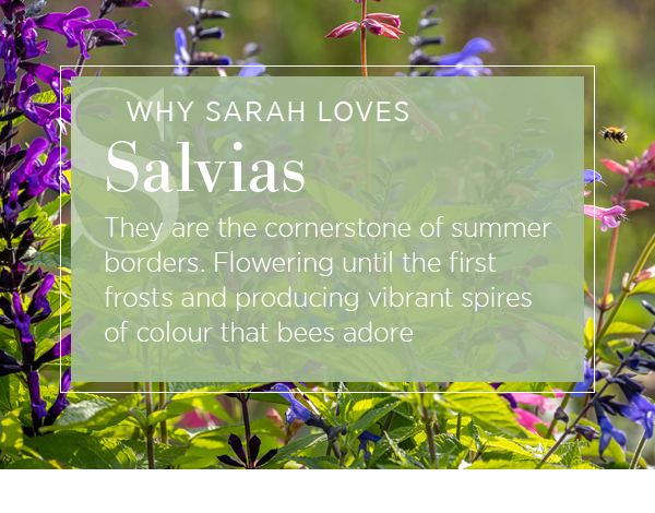 Why Sarah loves salvias. They are the cornerstone of summer borders. Flowering until the first frosts and producing vibrant spires of colour that bees adore.