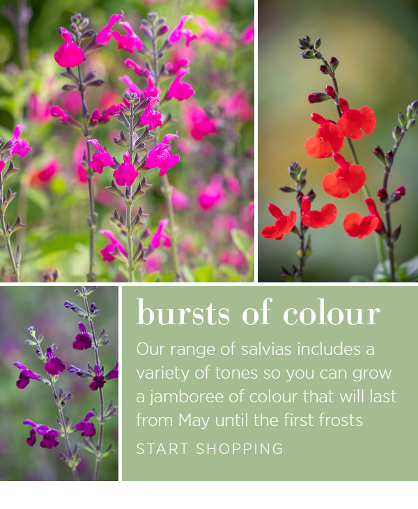 Bursts of colour. Our range of salvias includes a variety of tones so you can grow a jamboree of colour that will last from May until the first frosts.