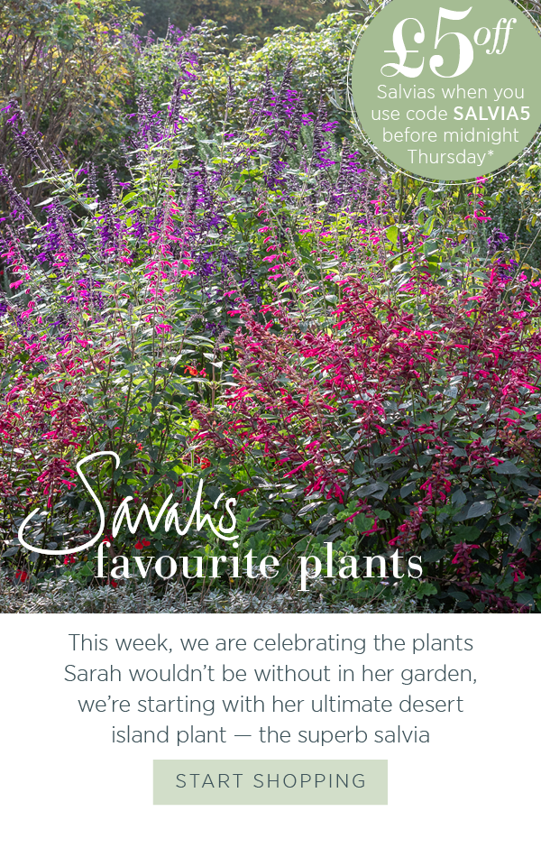 Sarah's favourite plants. This week, we are celebrating the plants Sarah wouldn't be without in her garden, we're starting with her ultimate desert island plant - the superb Salvia. Start shopping