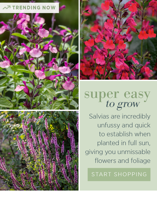 Super easy to grow. Salvias are incredibly unfussy and quick to establish when planted in full sun, giving you unmissable flowers and foliage.
