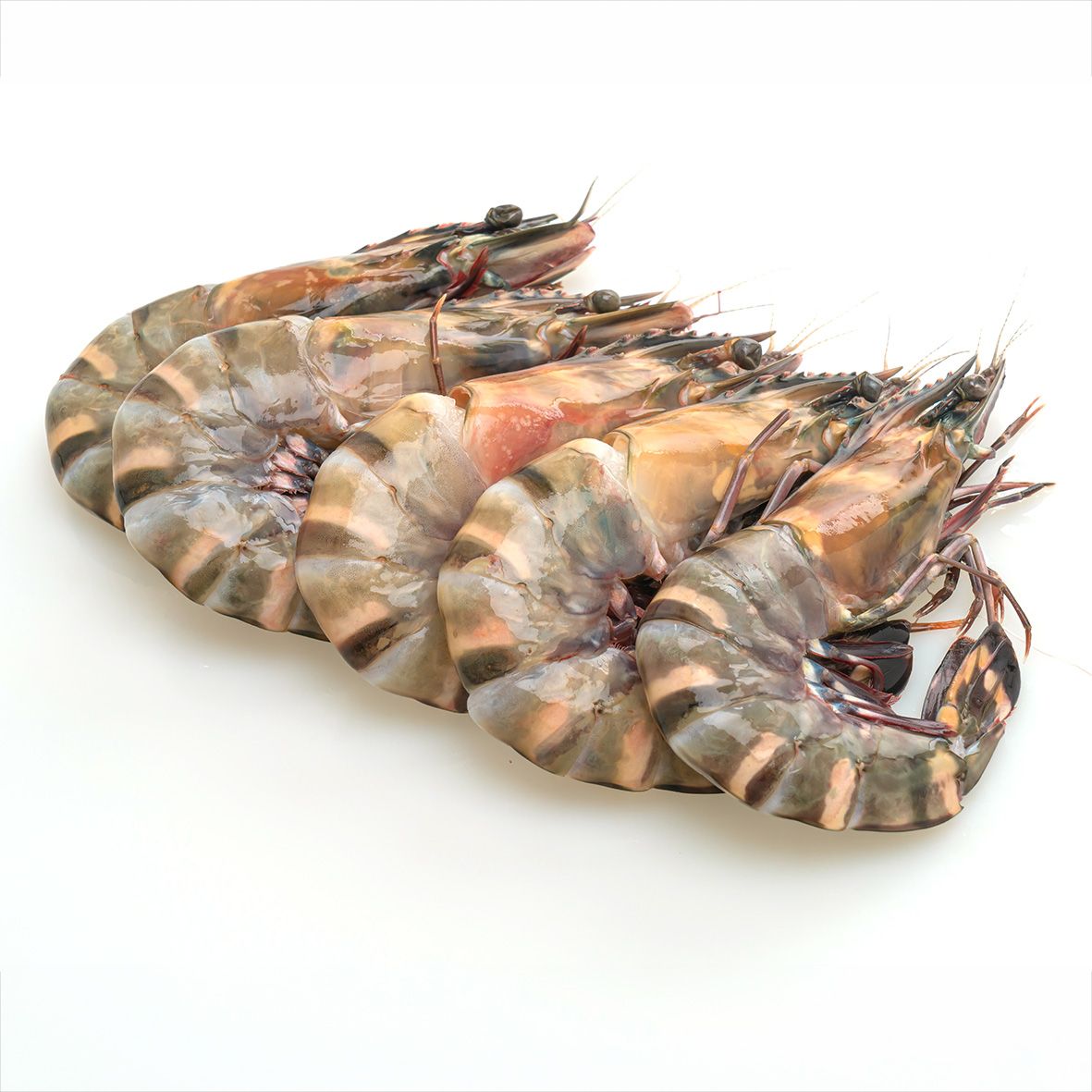 Gambas Black Tiger Shrimps ganz roh WILDFANG