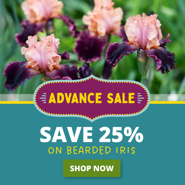 Bearded Iris