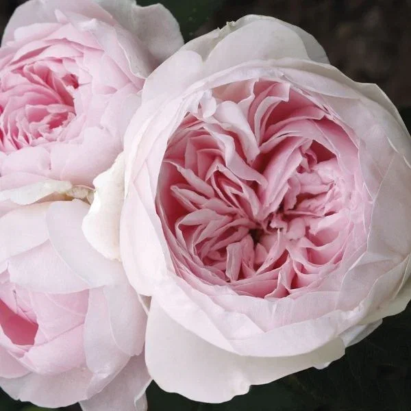Image of Earth Angel™ Parfuma® Floribunda Rose