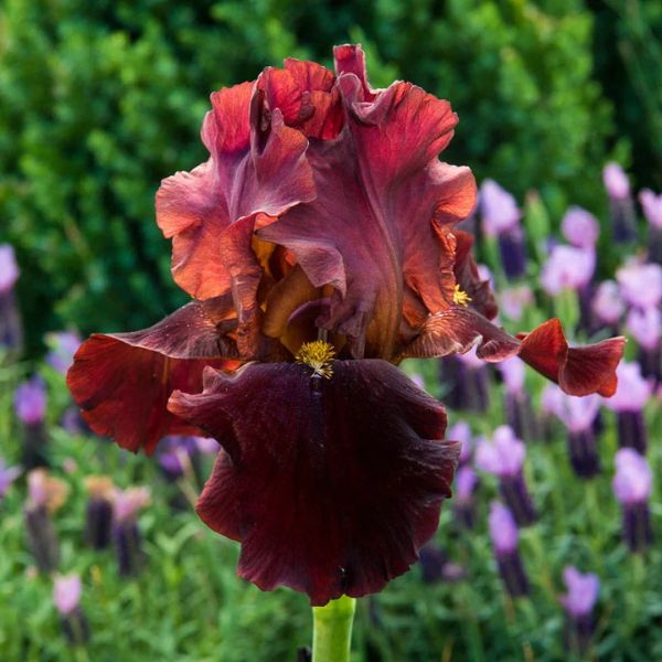 Image of Bernice's Legacy Bearded Iris