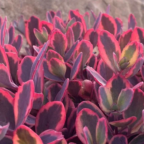 Image of SunSparkler® Dazzling Dynamite Sedum