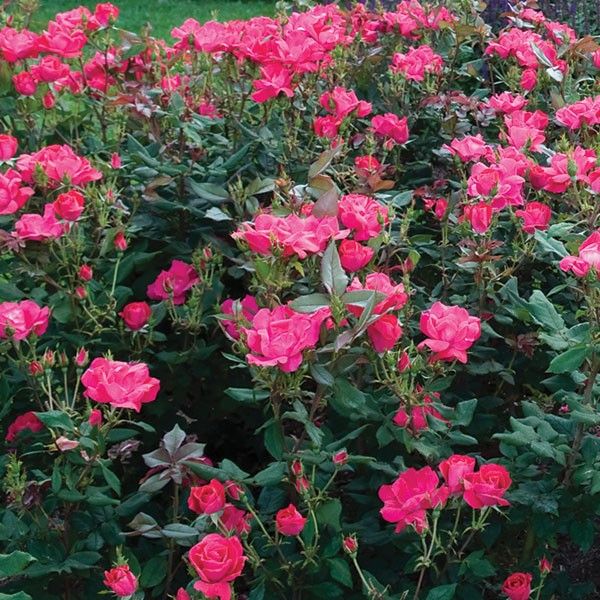 Image of Red Knock Out® Shrub Rose