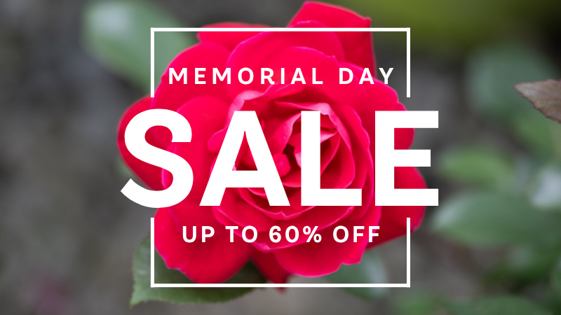 Red Knock Out Rose with a Memorial Day Sale Banner showing up to 60% off!