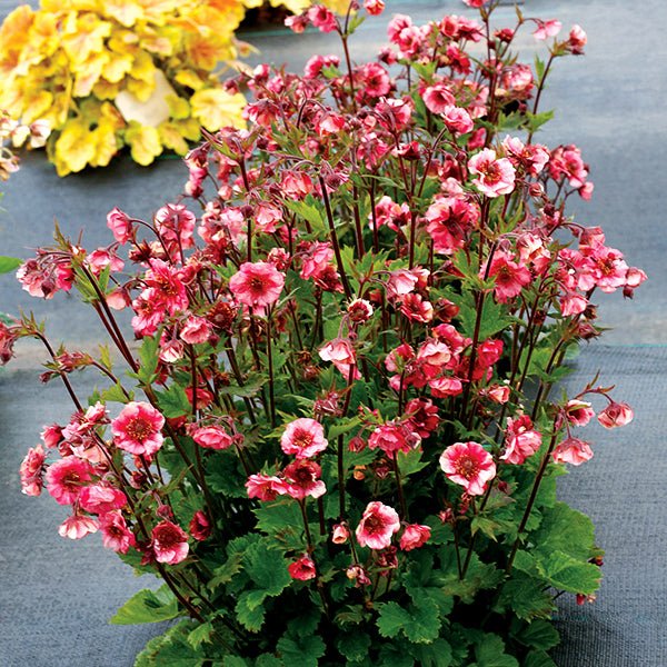 Image of TEMPO™ Rose Geum