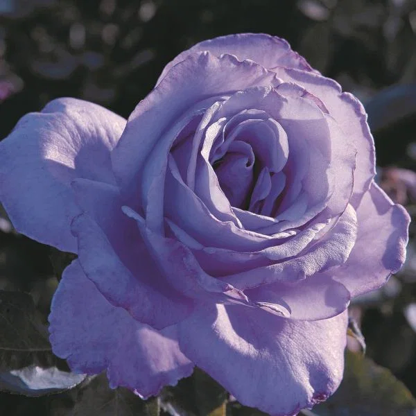 Image of Blue Girl® Hybrid Tea Rose