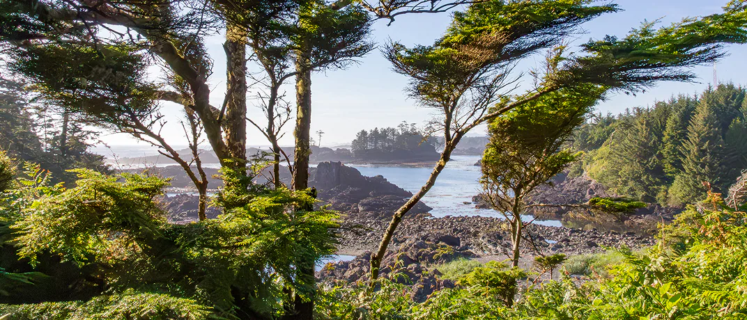 Evergreen trees overlooking a rocky ocean shoreline with tide pools.